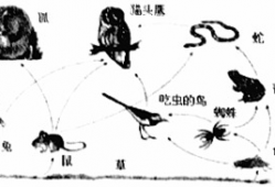 食物链视频,探寻生态系统中能量流转的奇妙旅程
